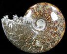 Cleoniceras Ammonite Fossil - Madagascar #40906-1